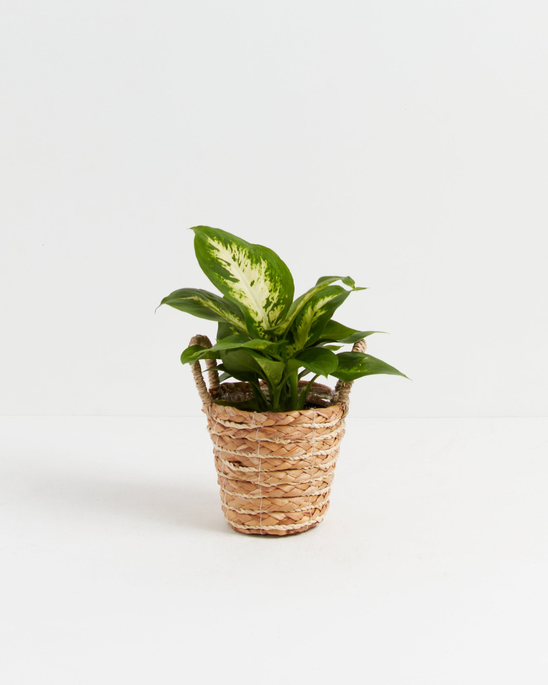 dieffenbachia carina Dieffenbachia Carina | Indoor Plants