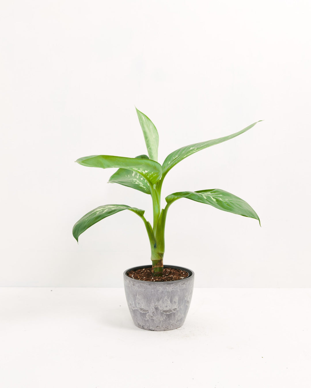 dieffenbachia babies Dieffenbachia Carina | Indoor Plants