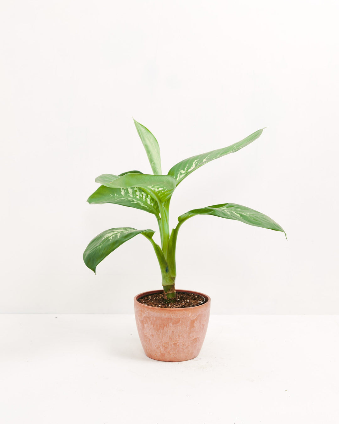 dieffenbachia stalk Dieffenbachia Carina | Indoor Plants