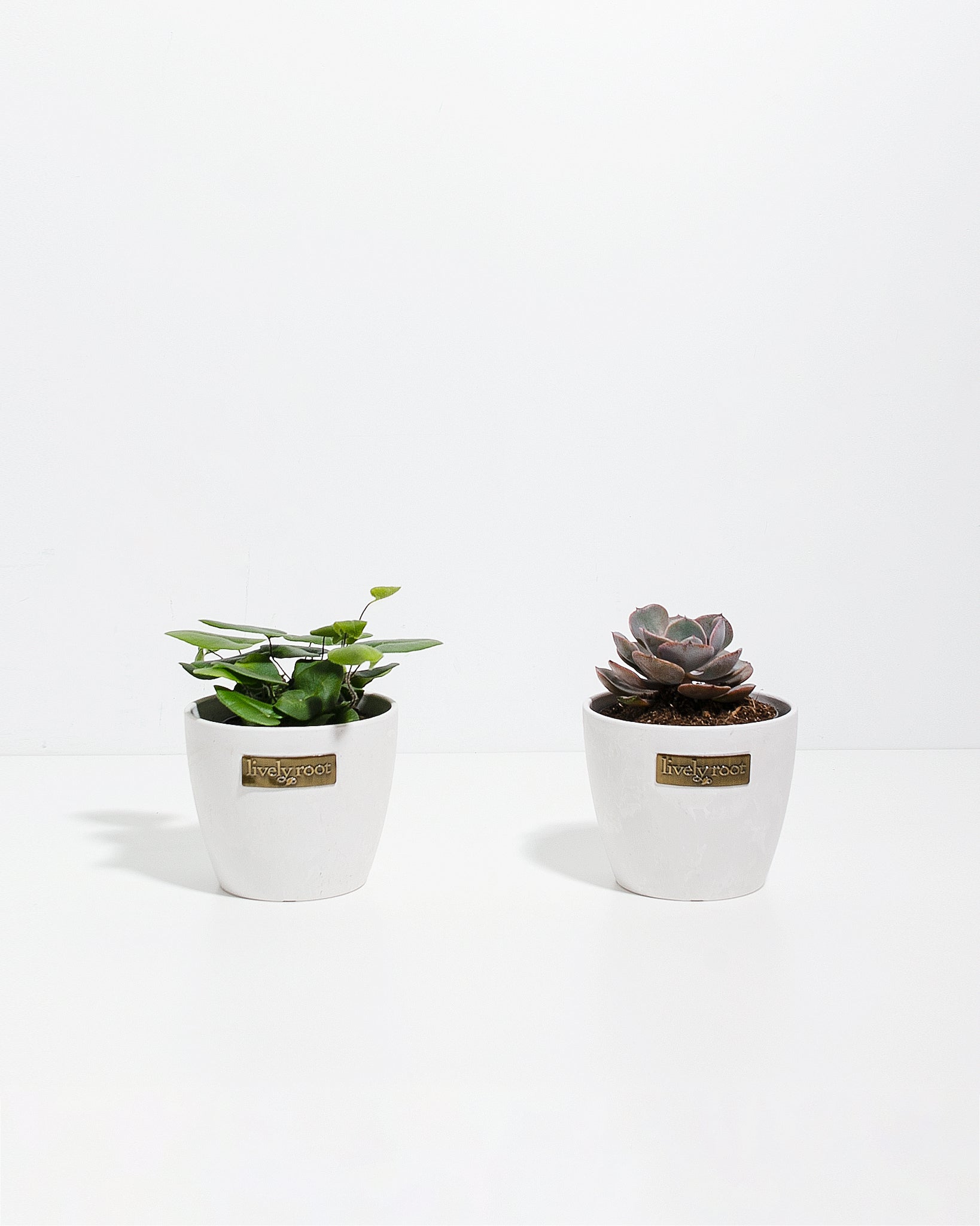 succulent fern plant Loving Memory Duo