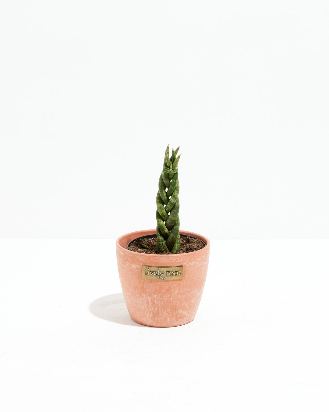 braided succulent Sansevieria Cylindrica Braid | Indoor Plants