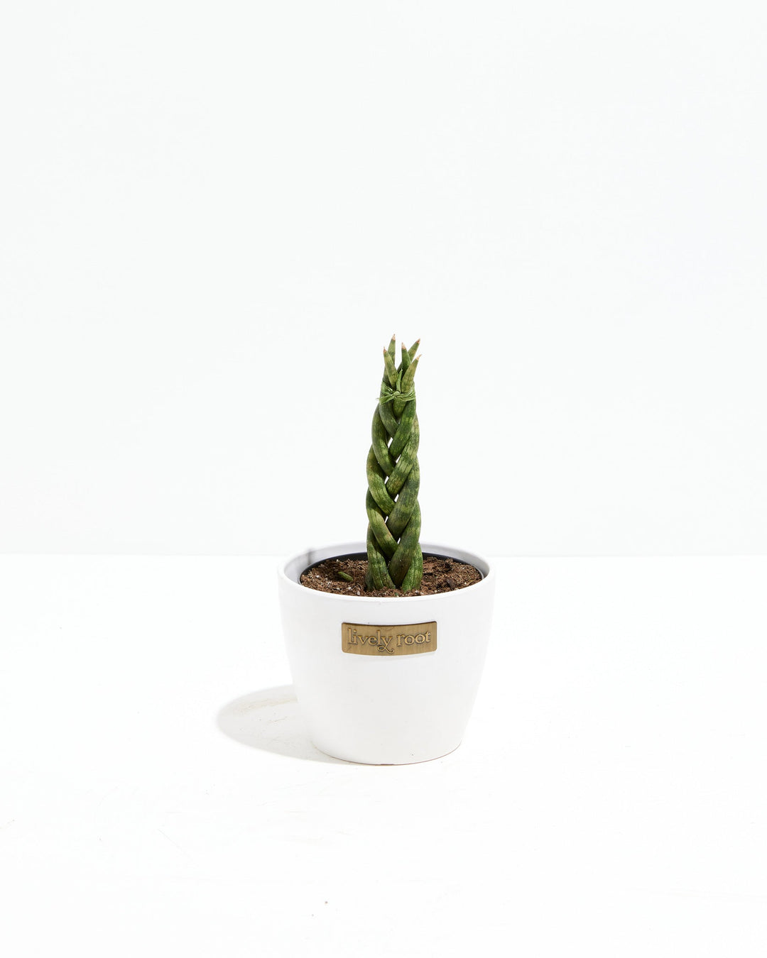 braided succulent plant Sansevieria Cylindrica Braid | Indoor Plants