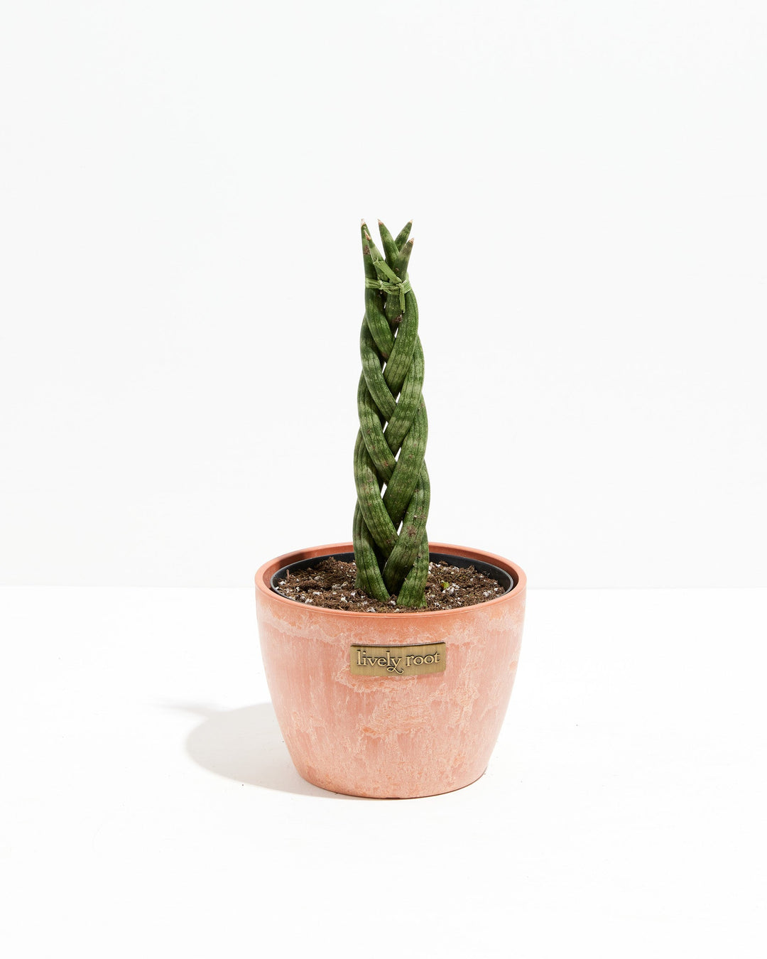 braided snake plant Sansevieria Cylindrica Braid | Indoor Plants