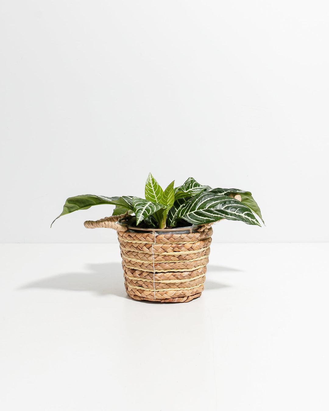 Zebra Plant For Sale (Aphelandra) Including Care Guide