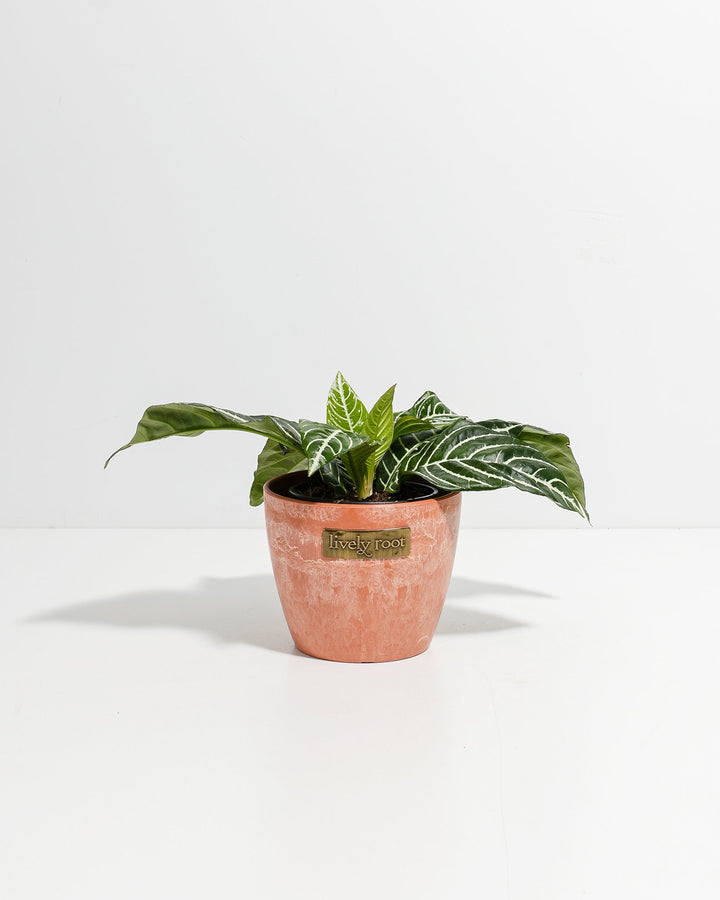 indoor plants zebra Zebra Plant For Sale (Aphelandra) Including Care Guide Small / Eco Pot / Coconut