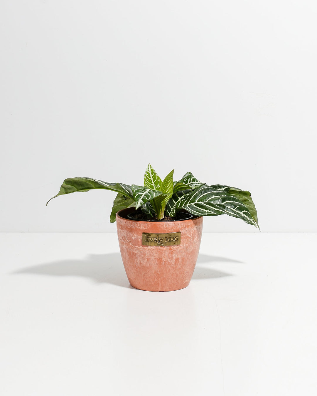 Zebra Plant For Sale (Aphelandra) Including Care Guide