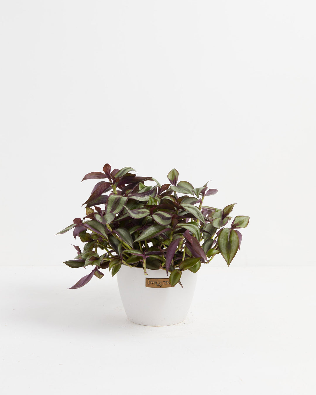 wandering jew a succulent Wanderlust Tradescantia Zebrina | Wandering Sue