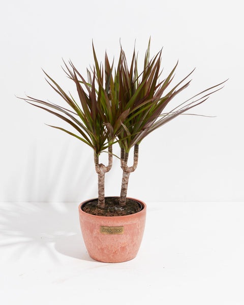 dracaena magenta plant care Dracaena Cane Magenta For Sale Including Care Guide