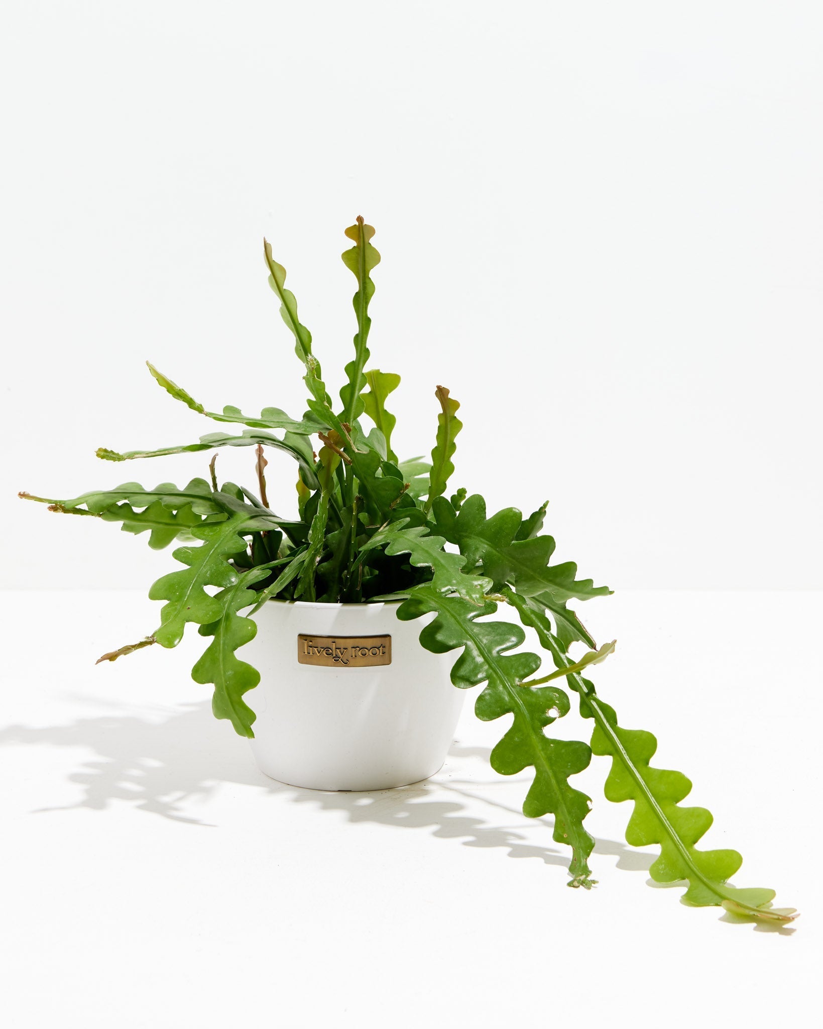 Ric Rac Cactus Roots Ric Rac Cactus | Zig Zag Stem Plant | Lively Root