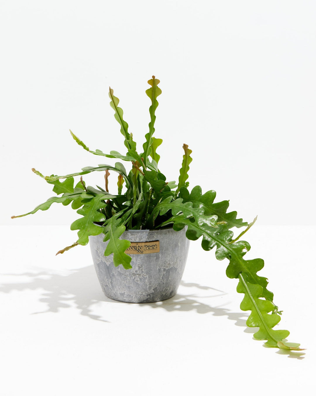 ric rac succulent Ric Rac Cactus | Zig Zag Stem Plant