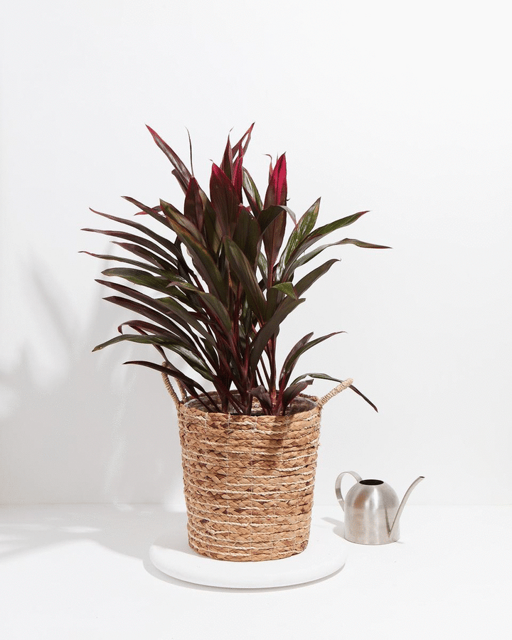 hawaiian ti plant indoor Hawaiian Ti Plant Extra Large