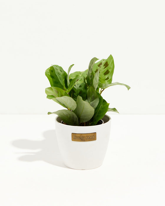 Maranta Leuconeura Prayer Plant in white ceramic pot with Lively Root label, compact indoor houseplant