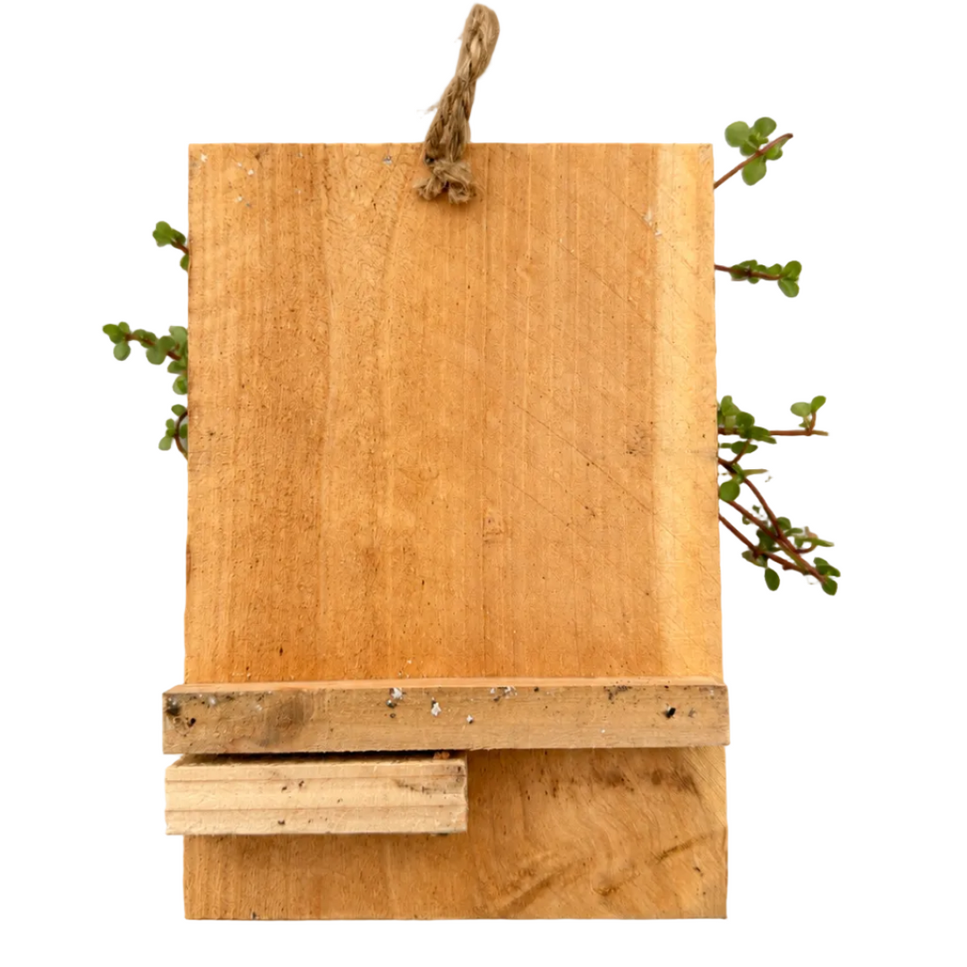 Baby Tears Pilea Mounted on Wood