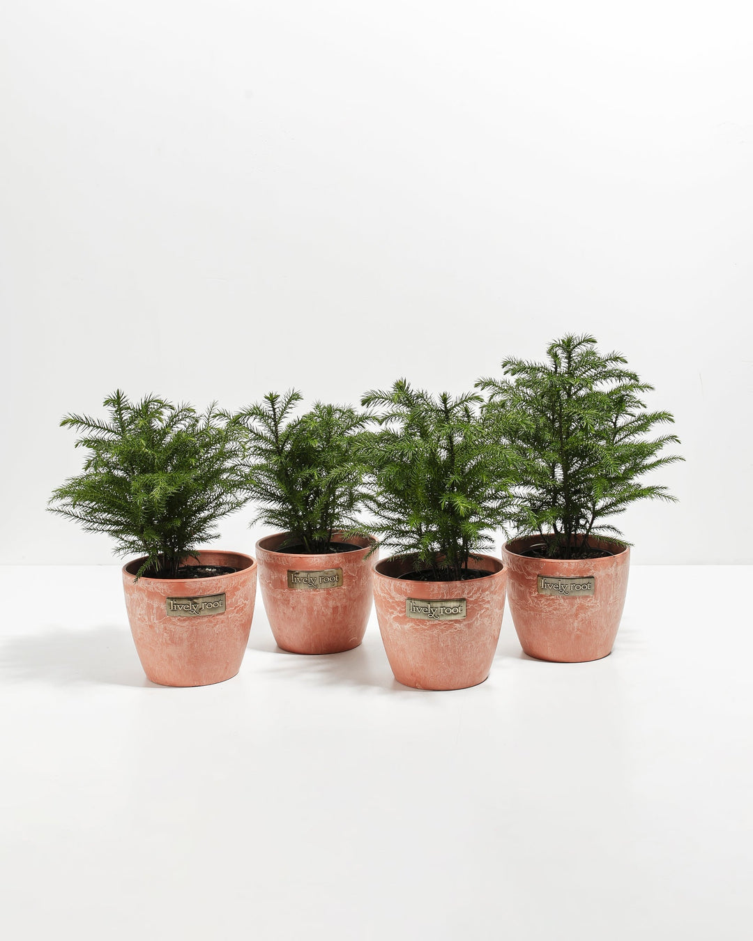 Mini Norfolk Island Pine 4-Pack