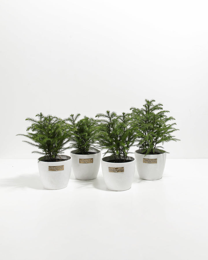 Mini Norfolk Island Pine 4-Pack