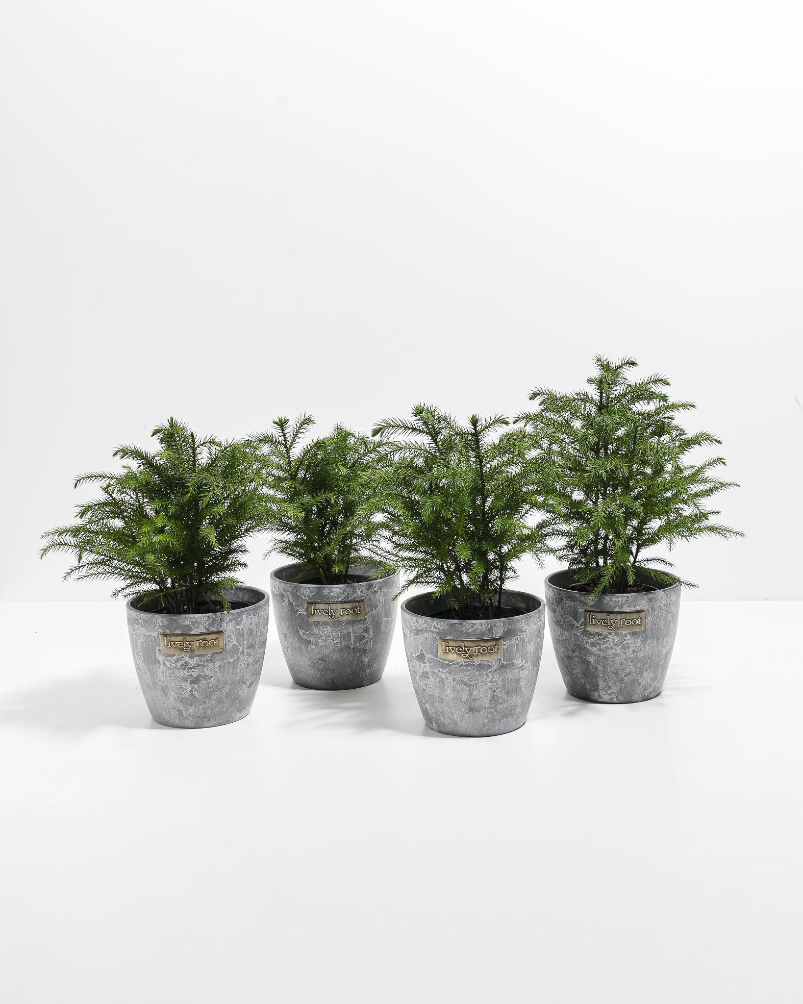 mini pine tree house plant Norfolk Island Pine 4-Pack | Christmas Tree