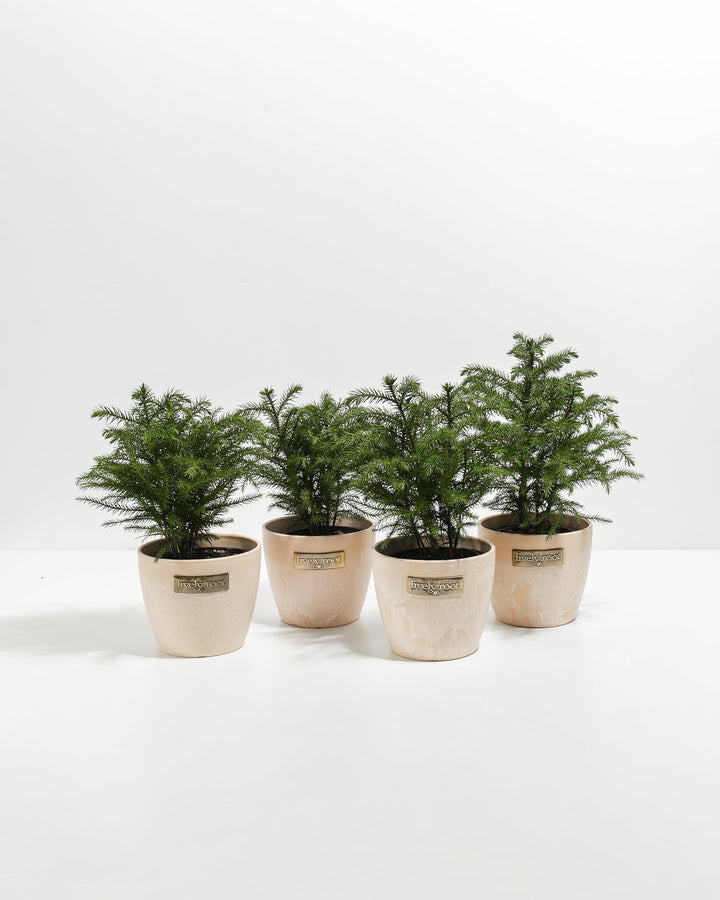 Mini Norfolk Island Pine 4-Pack