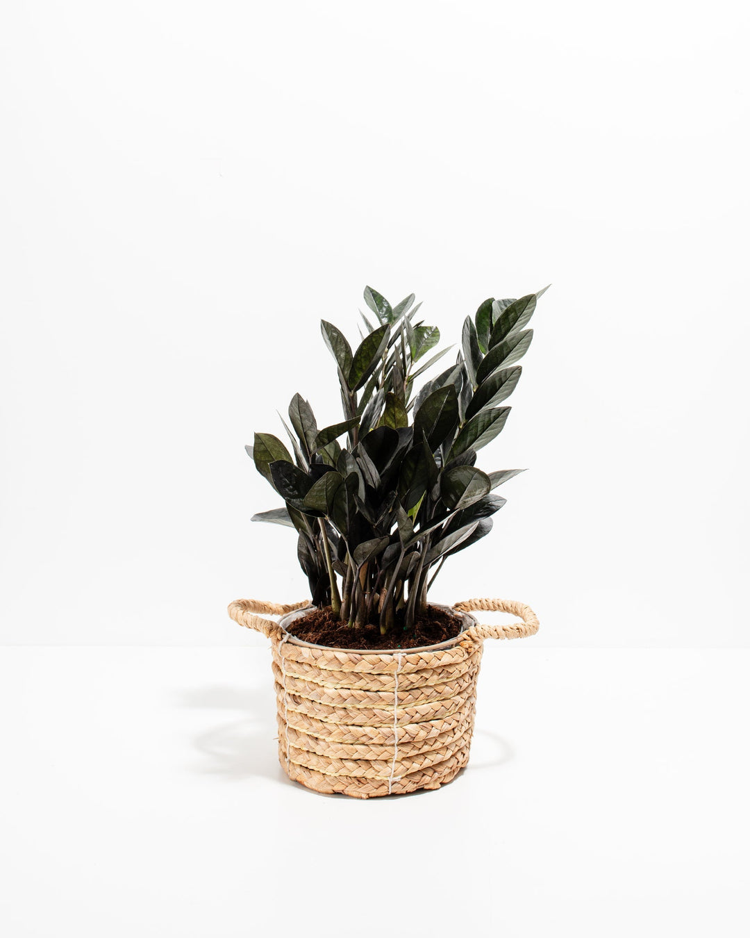 large black zz plant Black Raven ZZ Plant For Sale Including Care Guide Medium / Grower / Varies