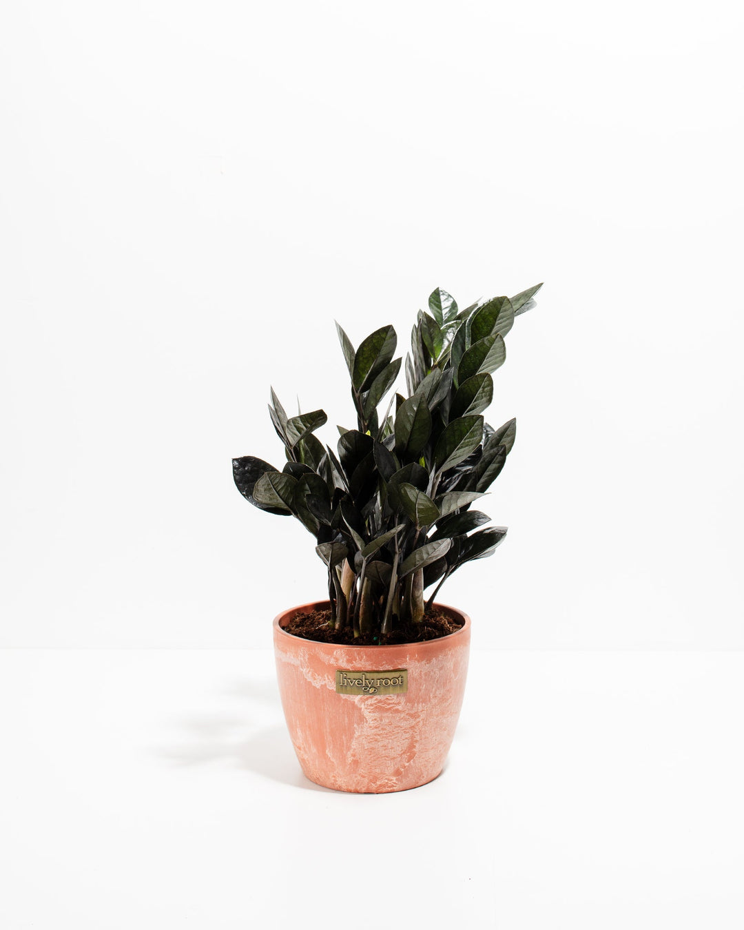 black raven zz plant for sale Black Raven ZZ Plant For Sale Including Care Guide Medium / Grower / Varies