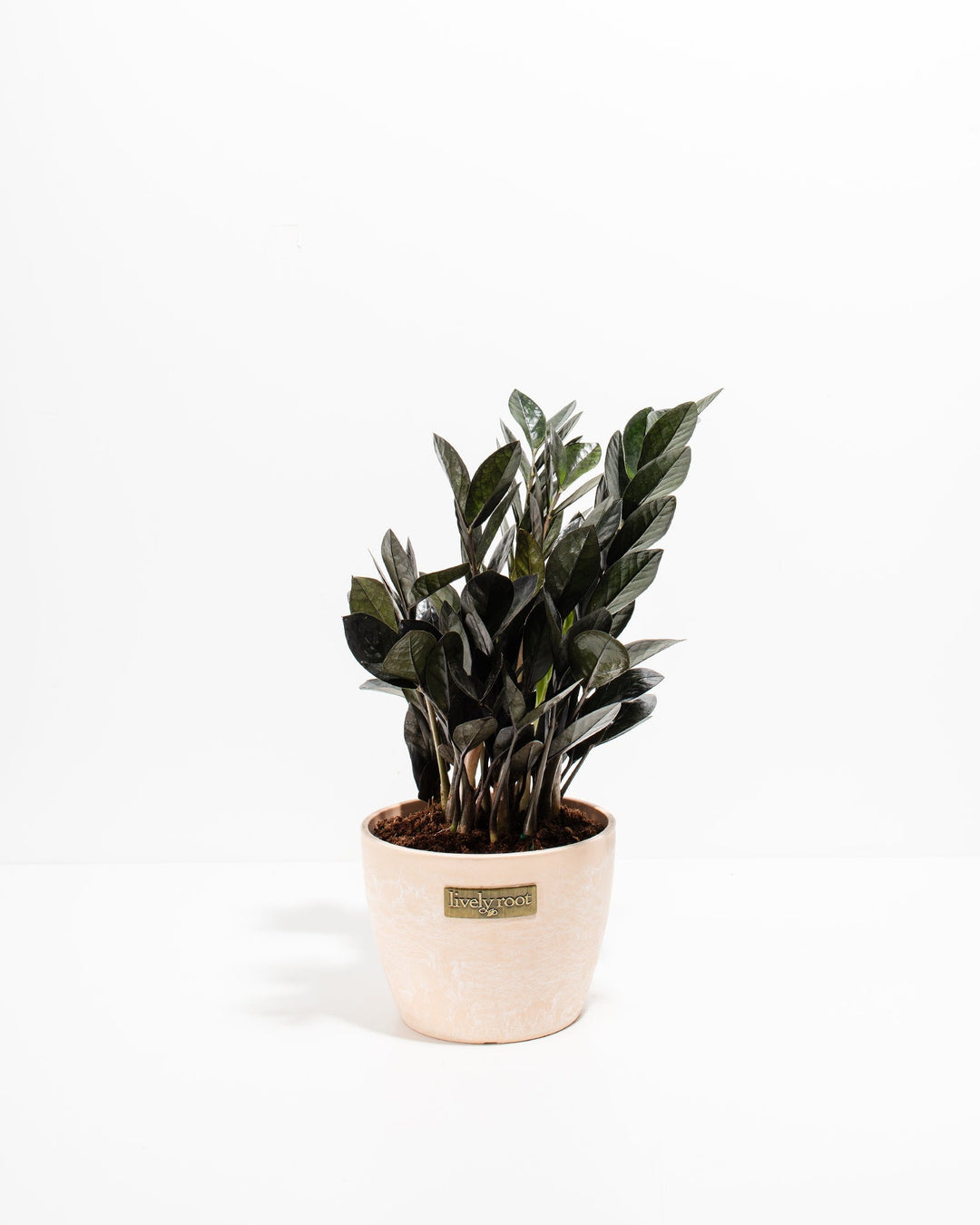 raven zz plant black Black Raven ZZ Plant For Sale Including Care Guide Medium / Grower / Varies