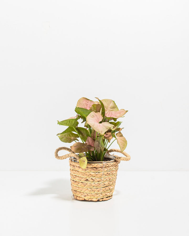 Pink Arrowhead Plant (Syngonium Neon Robusta)