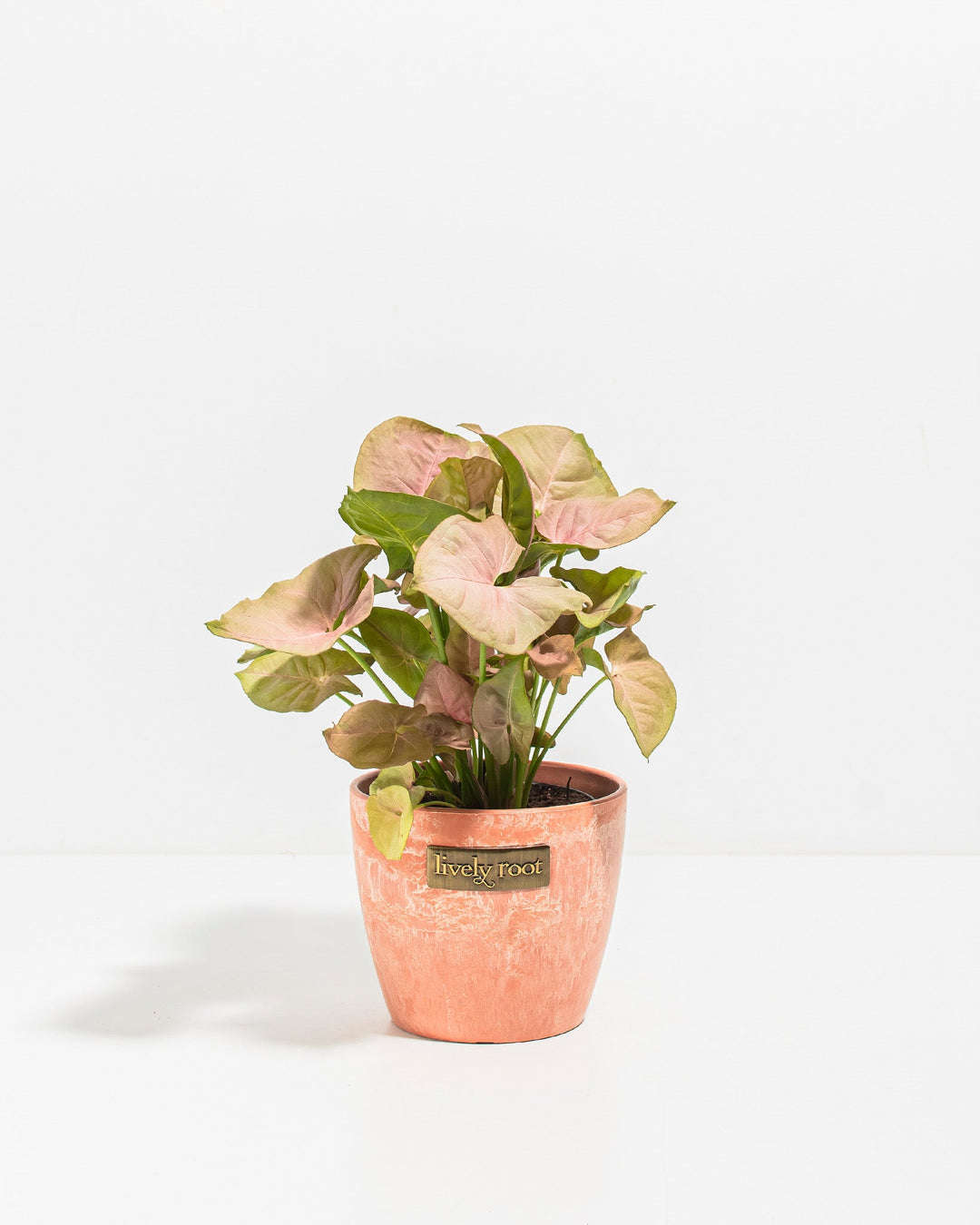 Pink Arrowhead Plant (Syngonium Neon Robusta)