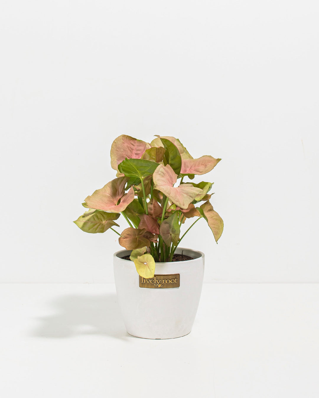 Pink Arrowhead Plant (Syngonium Neon Robusta)