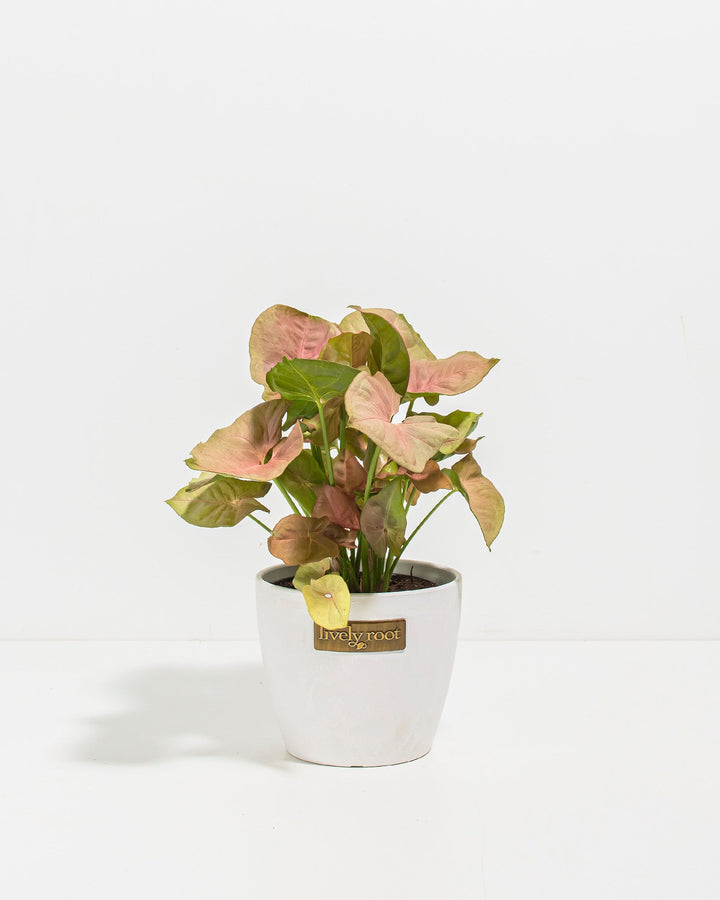 Pink Arrowhead Plant (Syngonium Neon Robusta)