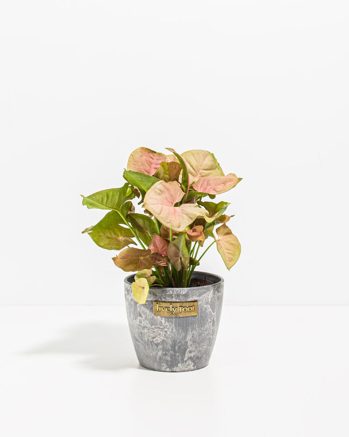 Pink Arrowhead Plant (Syngonium Neon Robusta)