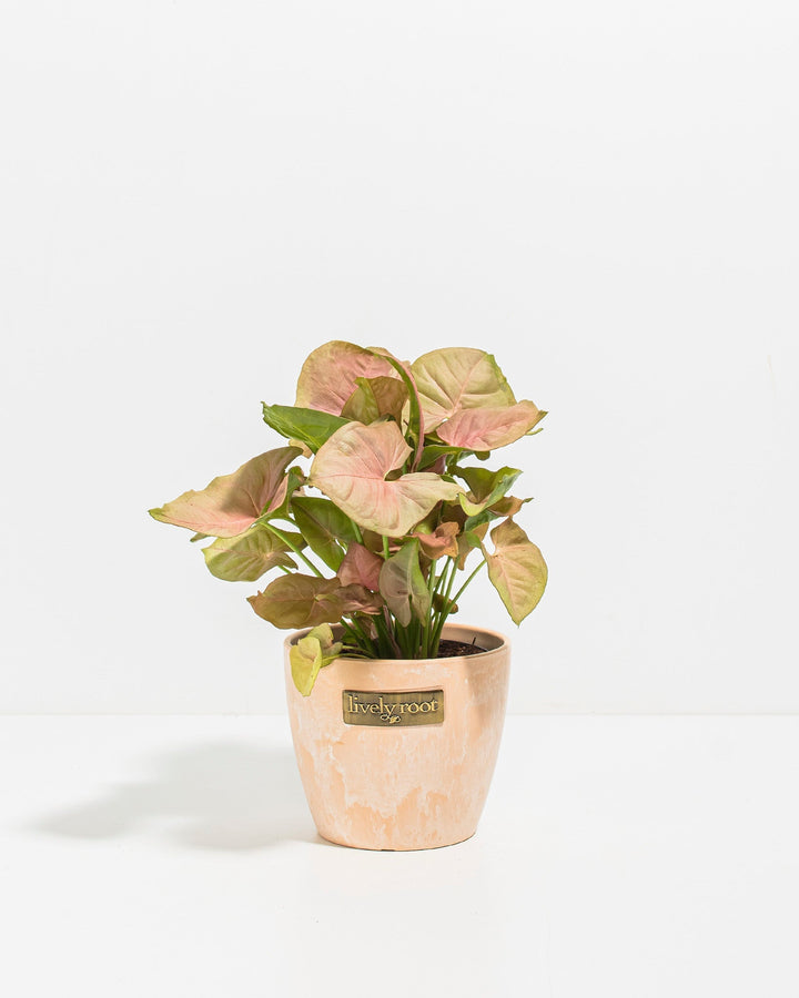Pink Arrowhead Plant (Syngonium Neon Robusta)
