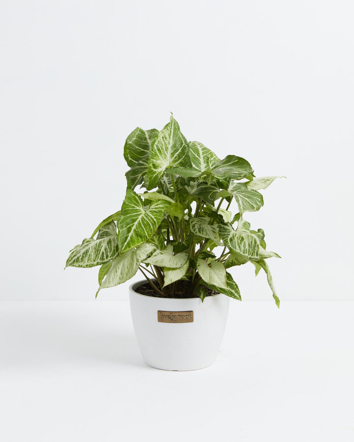 Syngonium White Butterfly