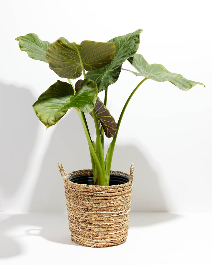 alocasia elephant ear plant hanging basket Alocasia Dark Star | Elephant Ear