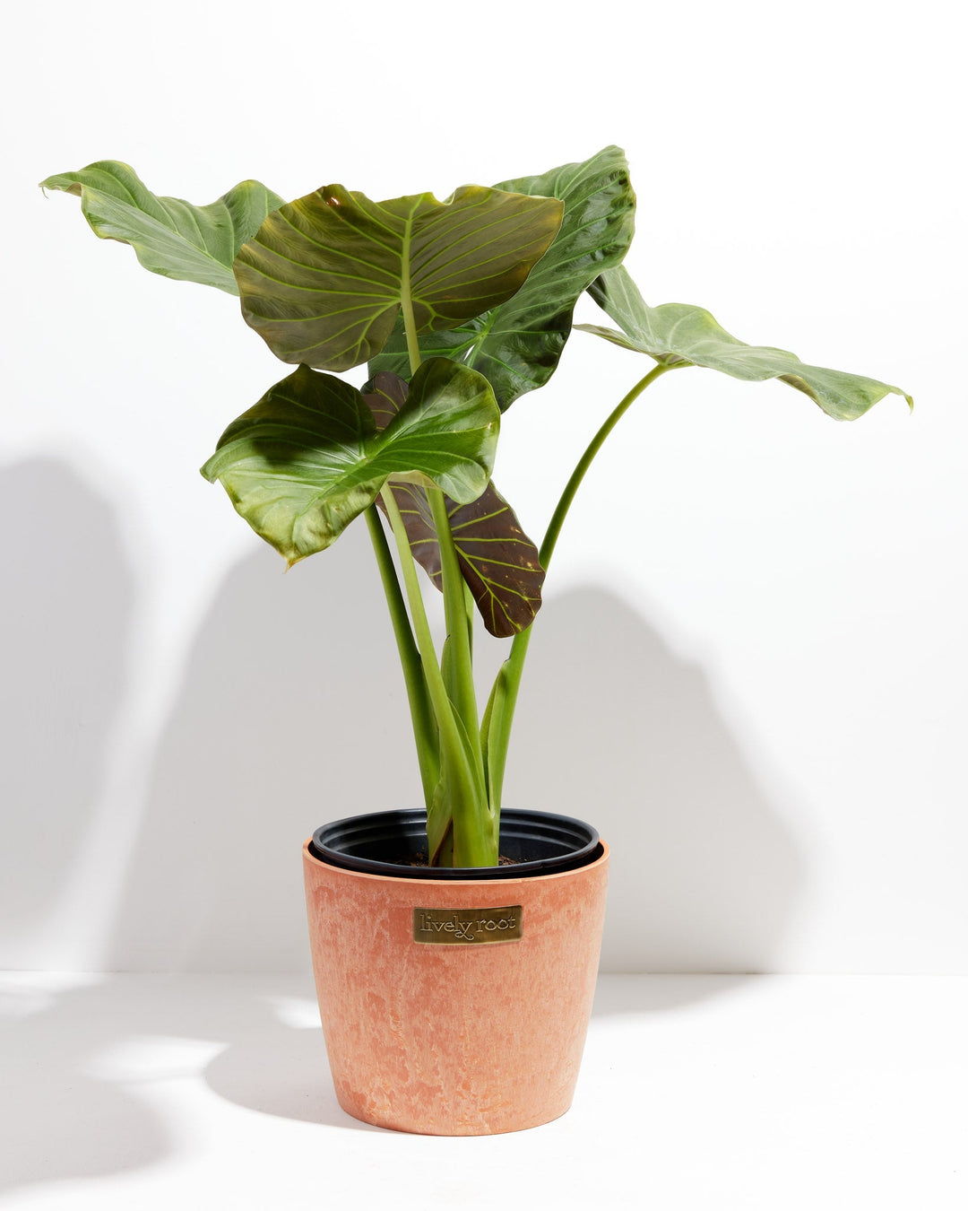 elephant ear plant dark Alocasia Dark Star | Elephant Ear