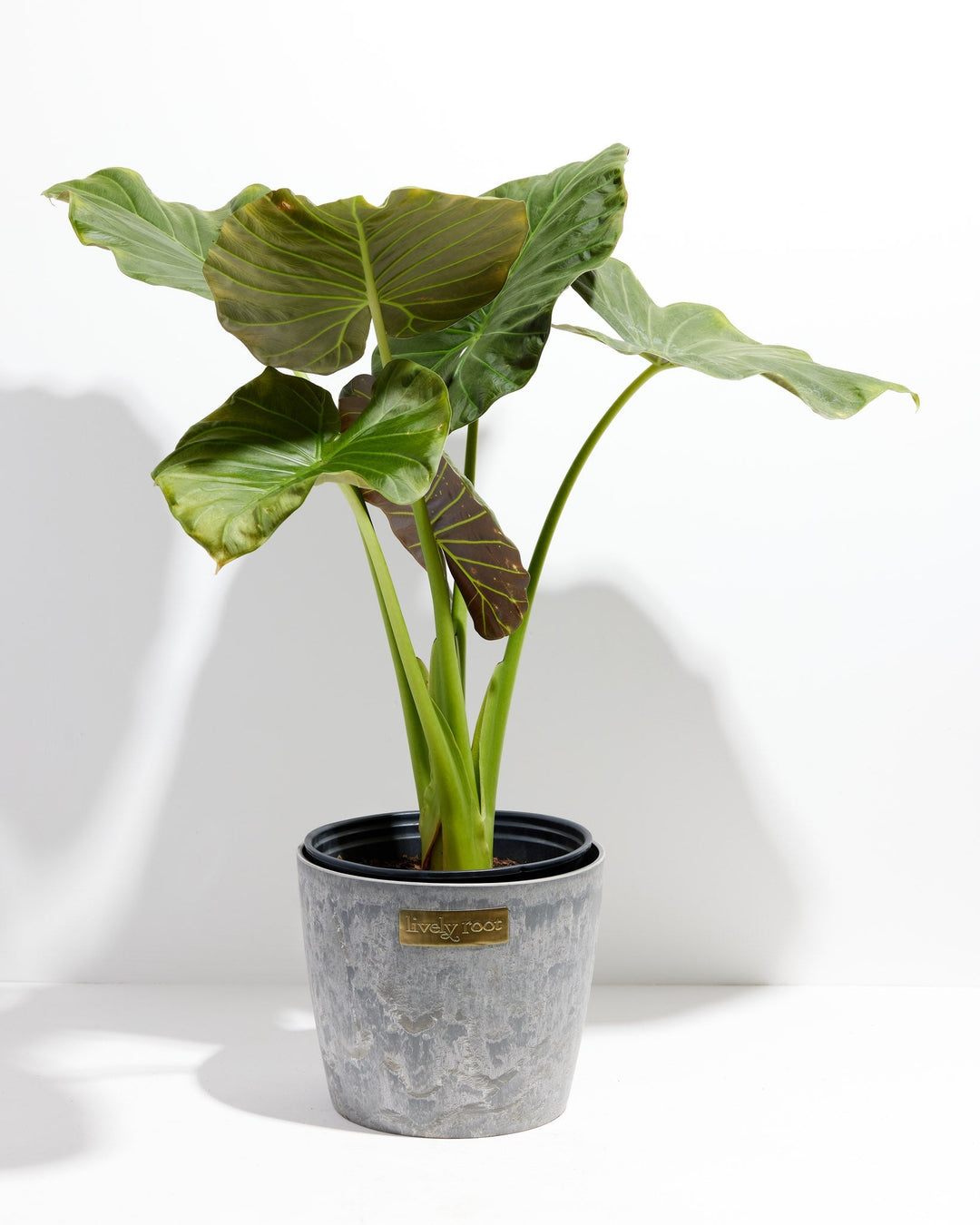 dark green white veins elephant ear plant Alocasia Dark Star | Elephant Ear