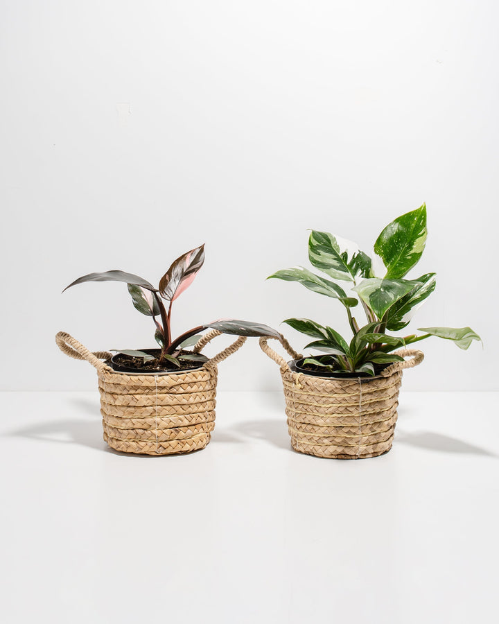 The Royal Sisters - Pink & White Princess Philodendron