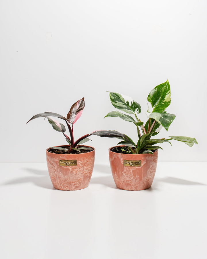 The Royal Sisters - Pink & White Princess Philodendron