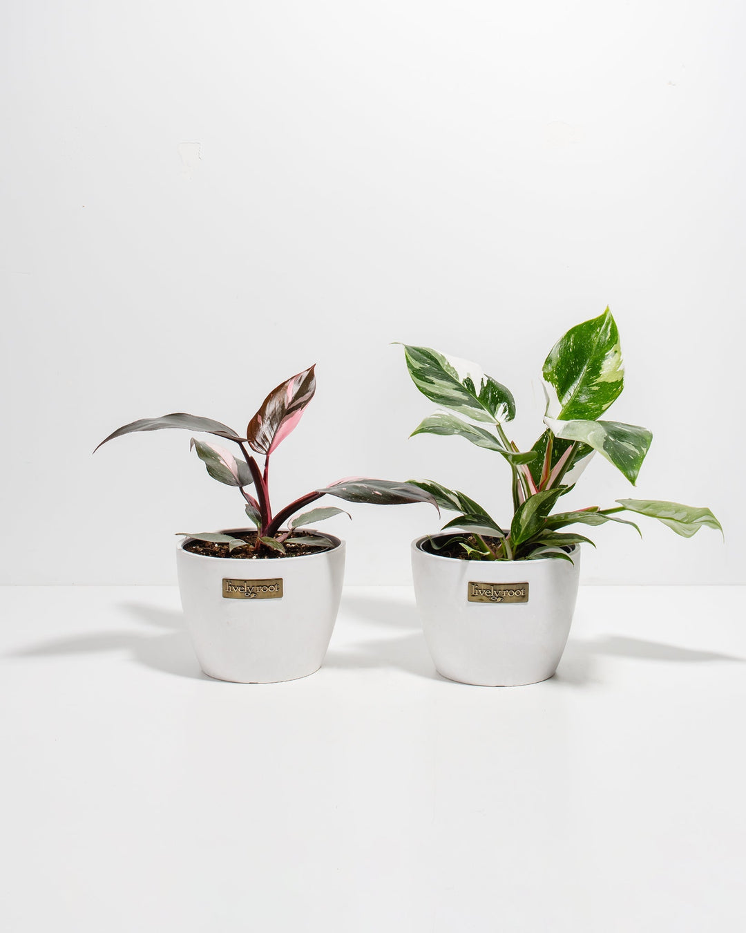 The Royal Sisters - Pink & White Princess Philodendron