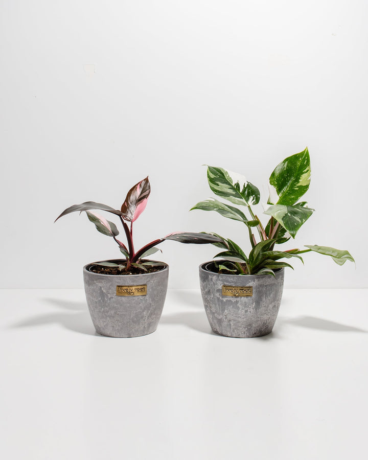 The Royal Sisters - Pink & White Princess Philodendron