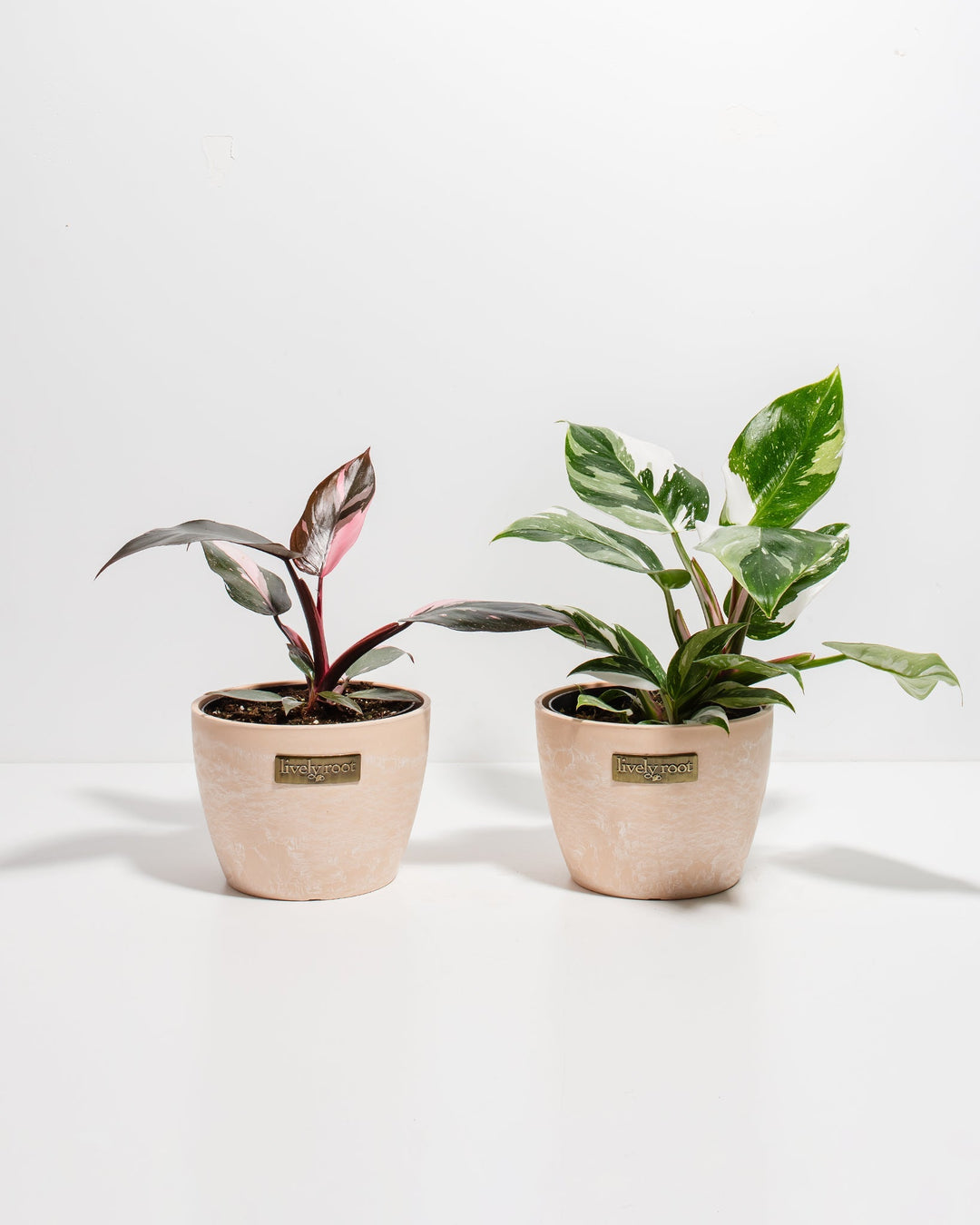 The Royal Sisters - Pink & White Princess Philodendron
