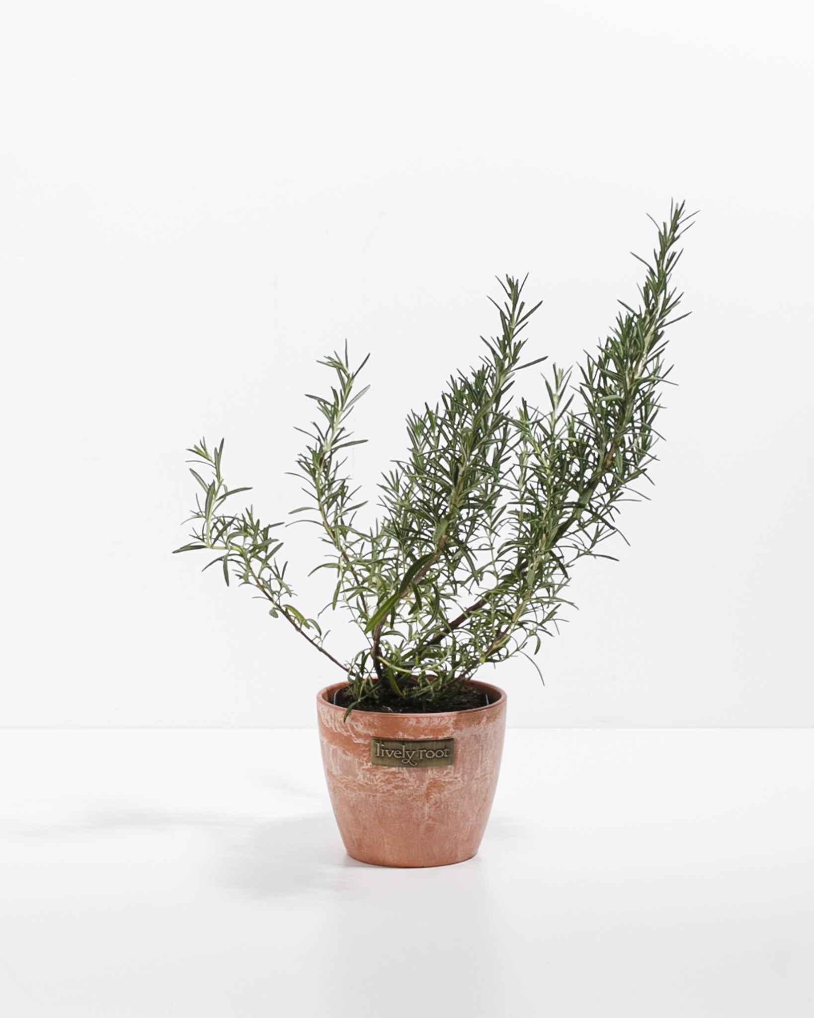 indoor rosemary plant near me Mini Rosemary Tree