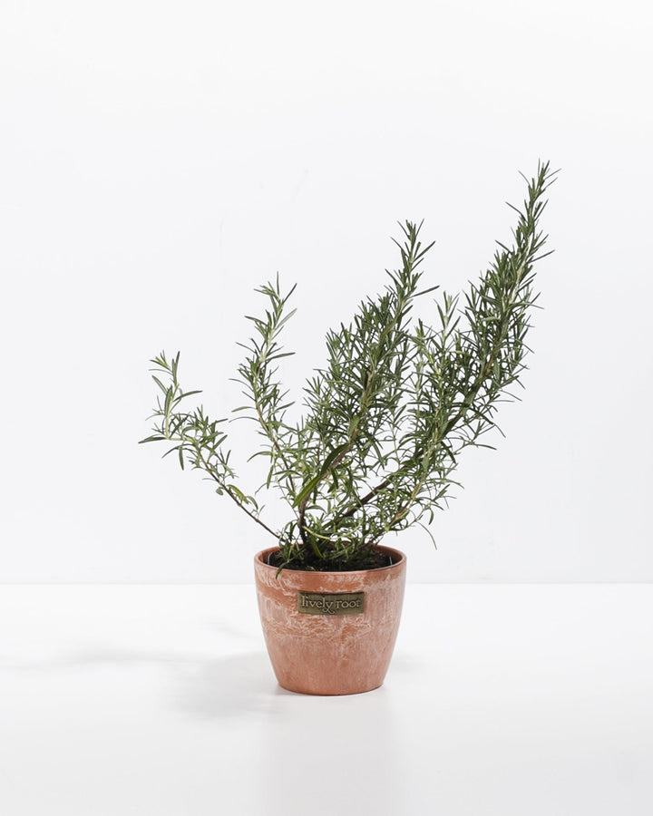 is rosemary indoor plant Arp Rosemary | Patio & Landscape Plants