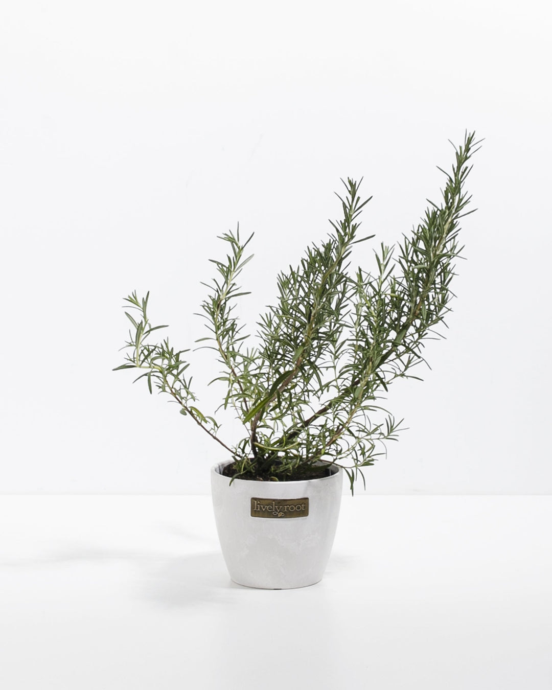 rosemary plant indoors Arp Rosemary | Patio & Landscape Plants