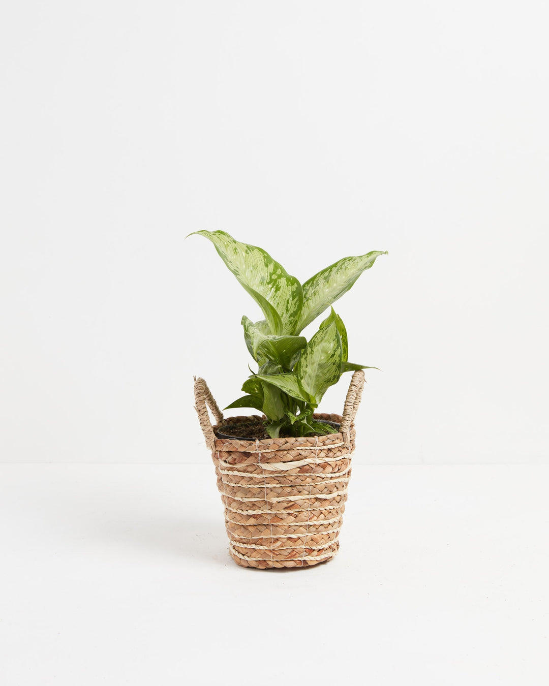 dieffenbachia tiki for sale Dieffenbachia Maculata Tiki | Dumb Cane Plants