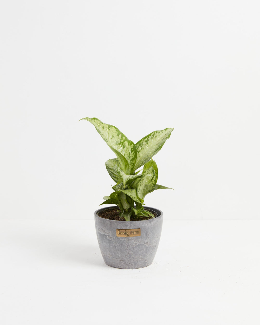 dieffenbachia maculata 'exotica' Dieffenbachia Maculata Tiki | Dumb Cane Plants