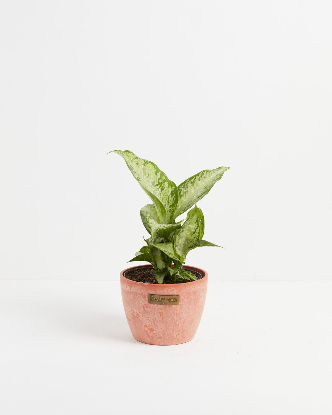 dieffenbachia tiki Dieffenbachia Maculata Tiki | Dumb Cane Plants