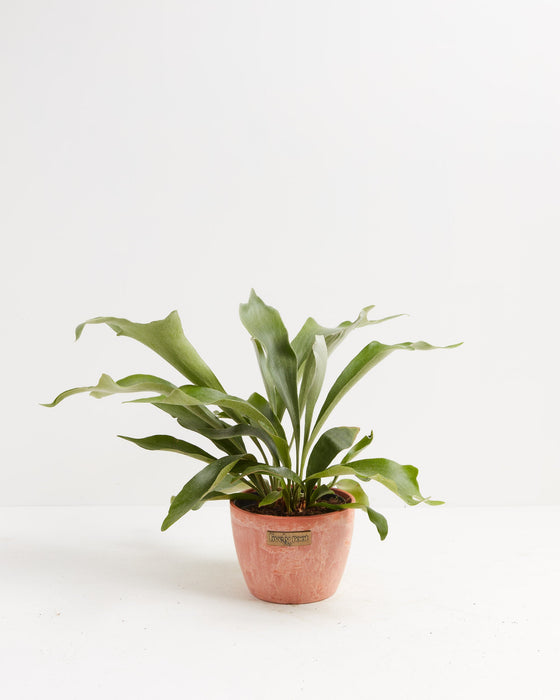 Staghorn Fern in a terracotta marbled Lively Root branded pot with broad spreading antler-shaped green fronds against a white background