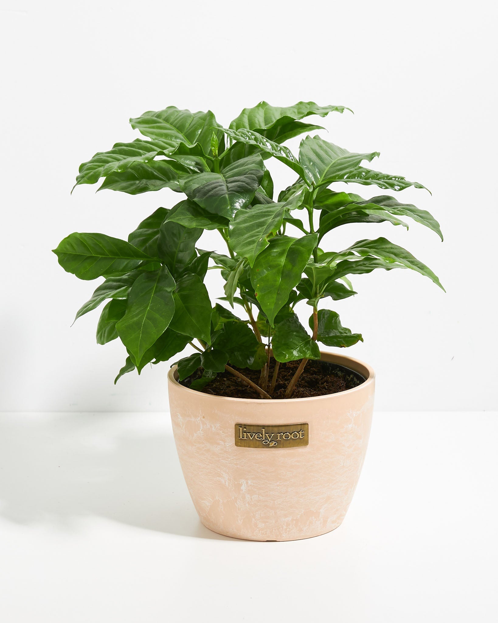 coffee pot plant Coffee Plant for Sale Including Care Guide & Growing Tips Medium / Eco Pot / Macadamia