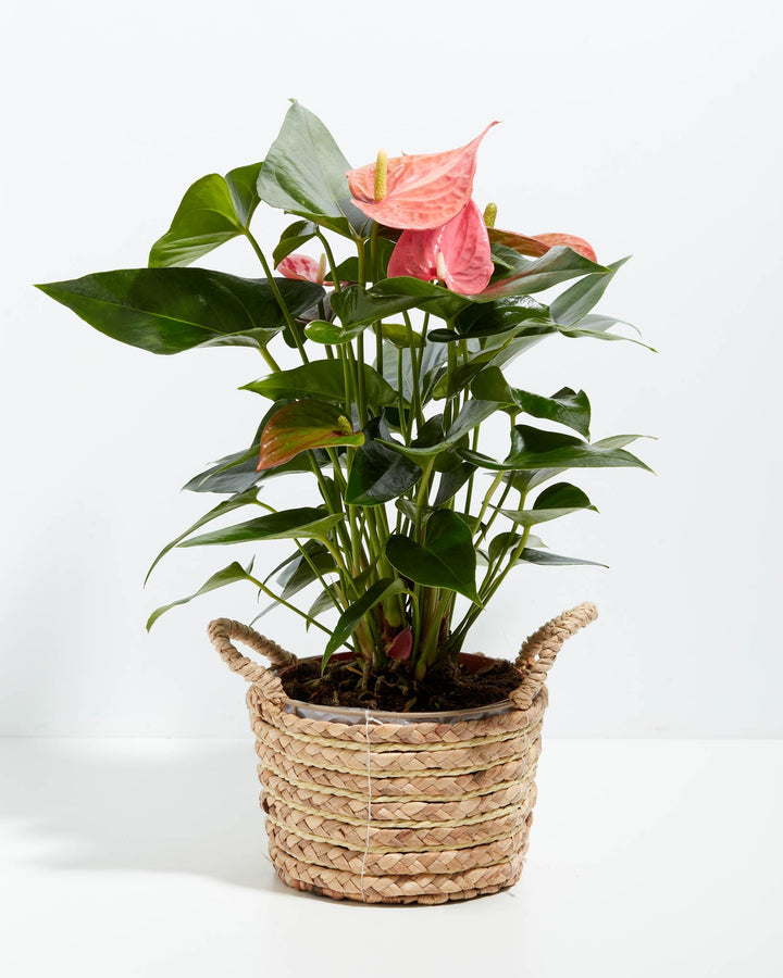 Pink Anthurium