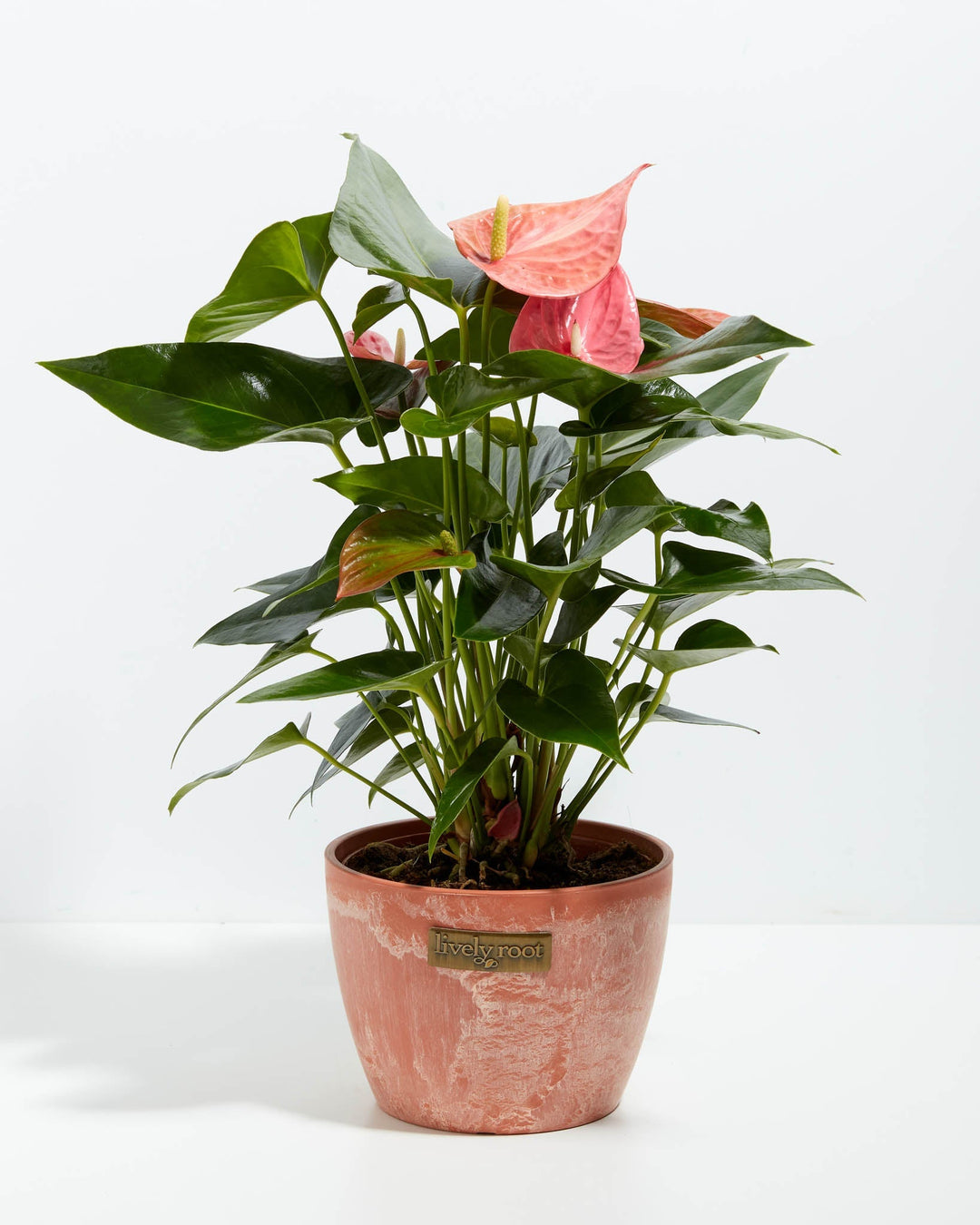 Pink Anthurium