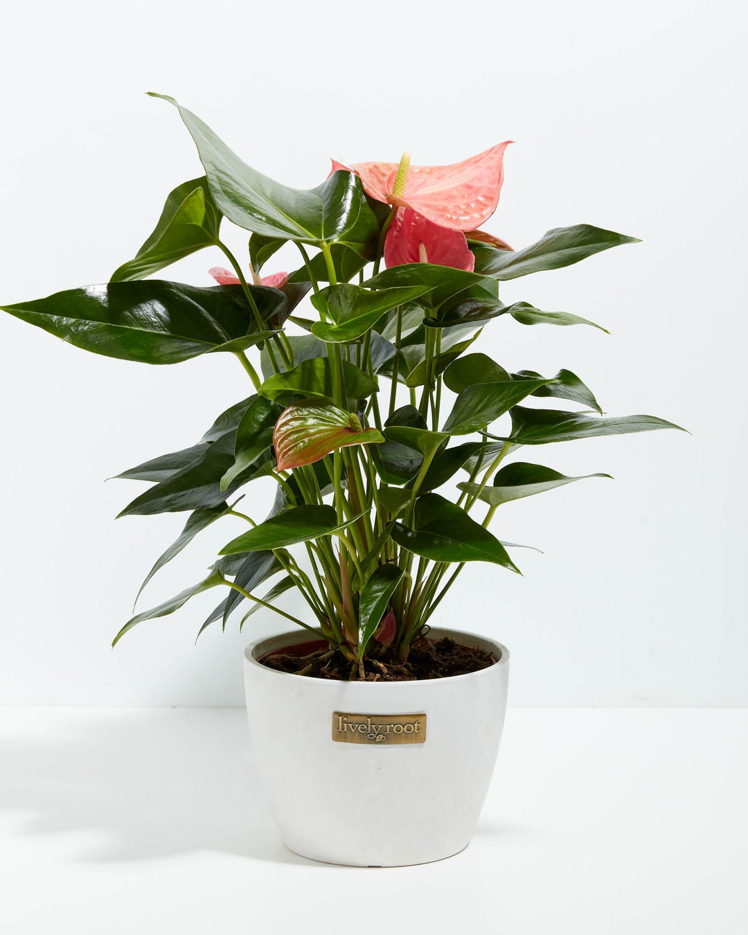 Pink Anthurium